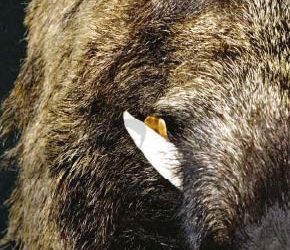 Boar Wars